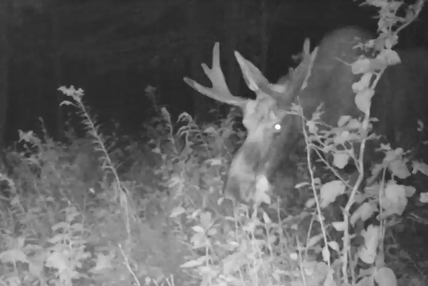 A night vision trail camera image of a bull moose browsing in brush.
