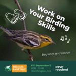 Work on Your Birding Skills
