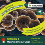 Biodiversity Monitoring Training: Mushrooms and Fungi