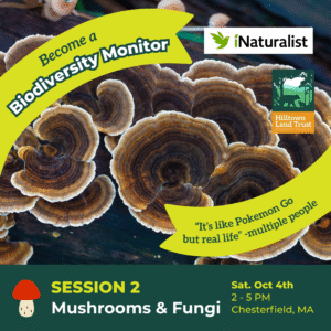 A graphic with rippling turkey tail mushrooms overlaid by banners that read "Become a Biodiversity Monitor! 'It's like Pokemon Go but real life' -multiple people. Session 2: Mushrooms & Fungi. Sat. October 4th, 2-5 PM, Chesterfield MA." The Hilltown Land Trust and iNaturalist logos are overlaid.