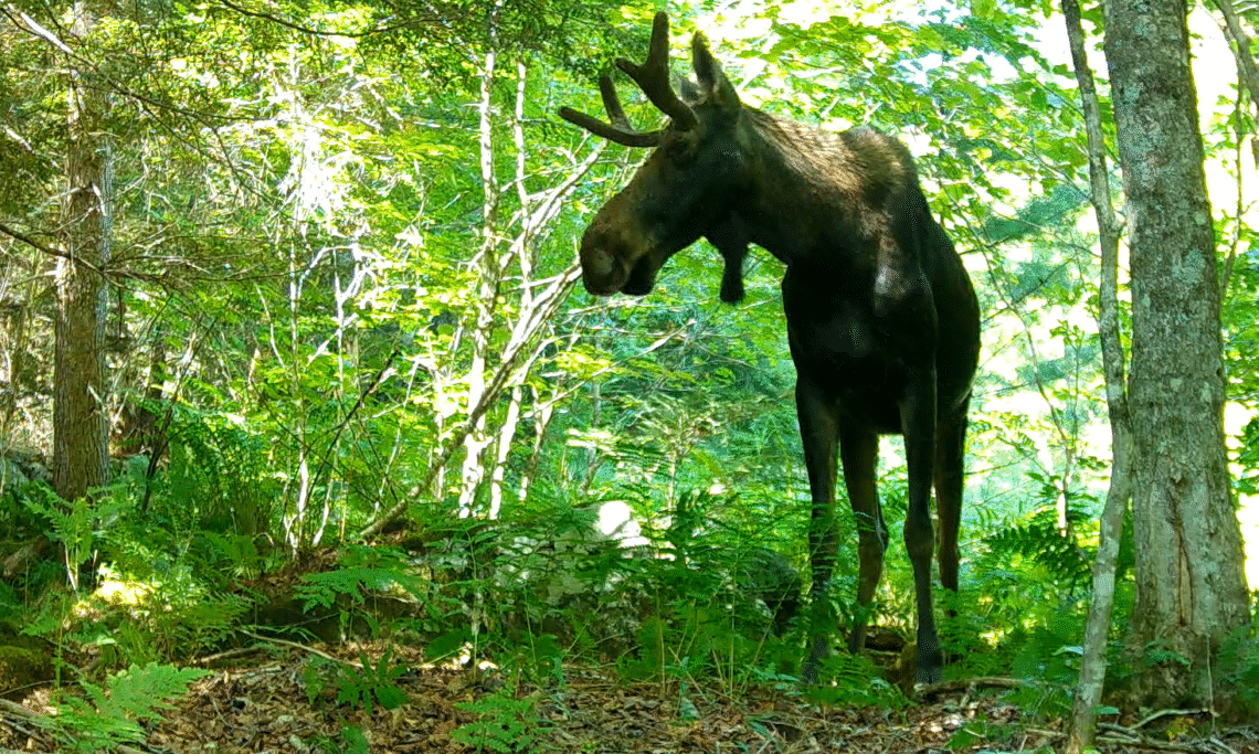A bull moose standing in the forest.