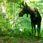 A bull moose standing in the forest.