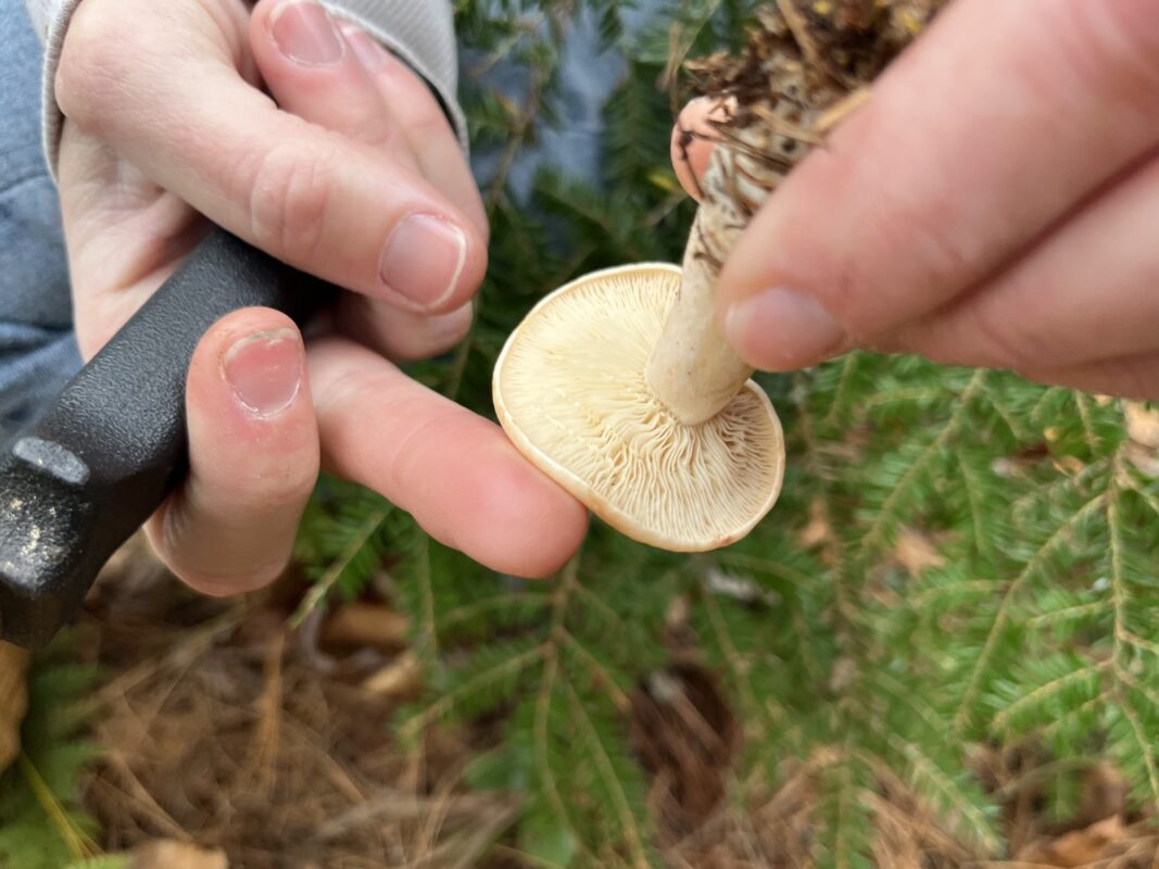 Hands holding a mushroom, which has a white liquid substance oozing out of its gills.