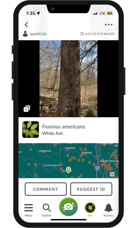 An image of an iPhone running the iNaturalist app, featuring an observation of white ash tree bark.
