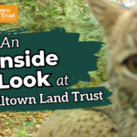 A graphic featuring an out of focus up-close photo of a bobcat, overlaid by a swash of green paint, the HLT bears logo, and the text "An Inside Look at Hilltown Land Trust."