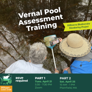 A graphic with a photo of two people standing at the edge of a shallow pool, using a phone camera to photograph something caught in a net. Overlaid text reads "Vernal Pool Assessment Training, Hilltowns Biodiversity Monitoring Project." A footer below features the Hilltown Land Trust logo, with the text "RSVP required. PART 1 Tues. April 21 5:30 - 7:30 PM Zoom. PART 2 Sat. April 25 10 AM - 1 PM Plainfield, MA."