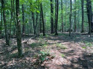 A photo of a green sunlit forest with a trail winding through it.