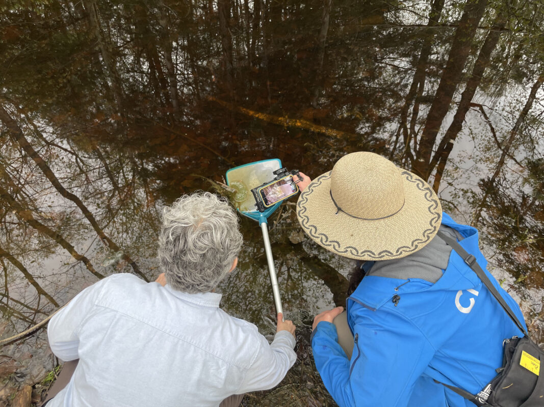 Two people standing at the edge of a shallow pool, using a phone camera to photograph something caught in a net