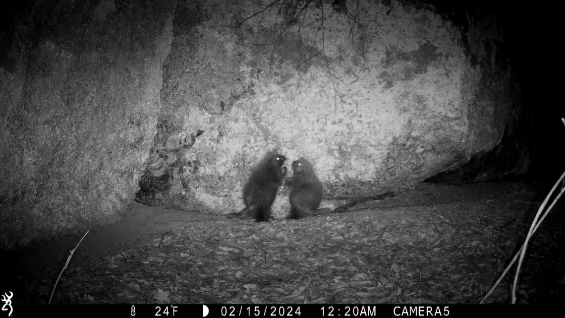 A nighttime trail camera image of two baby porcupines play fighting outside of a large boulder.
