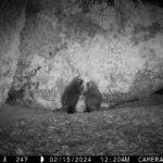 A nighttime trail camera image of two baby porcupines play fighting outside of a large boulder.