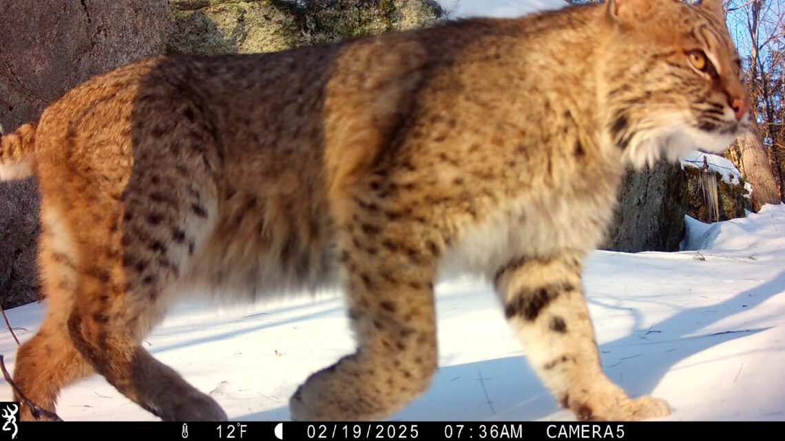 In bright winter sun, a bobcat fills the frame of a snowy wildlife camera shot.