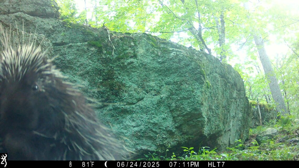 A trail camera image of a porcupine looking into the camera outside of its rocky den.