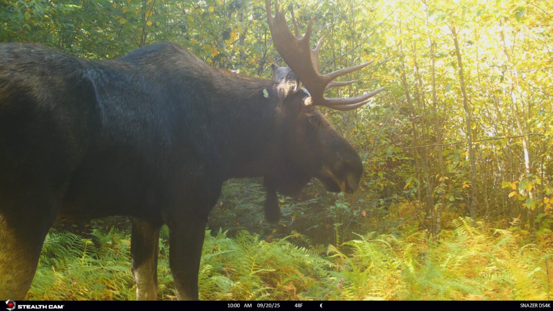 A large bull moose with antlers standing in a sun-drenched green summer forest.