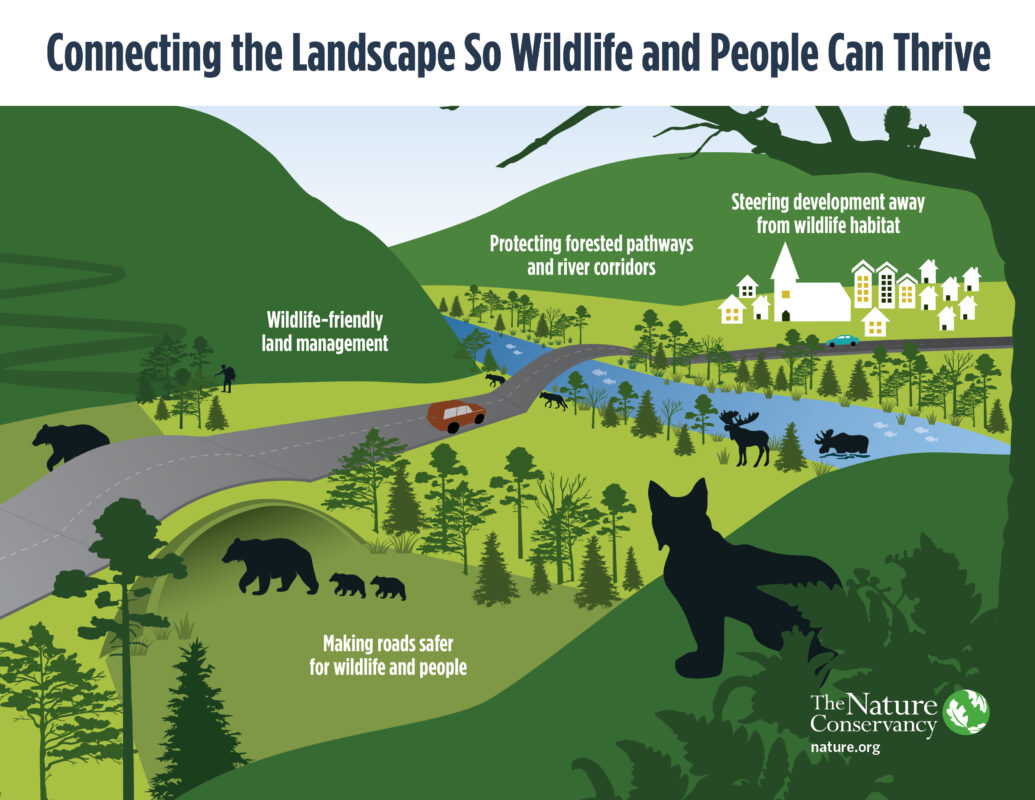 A graphic titled "Connecting the Landscape so Wildlife and People Can Thrive" by The Nature Conservancy. The graphic shows a landscape with a mix of wild areas and human development, and calls out the following: wildlife-friendly land management, making roads safer for wildlife and people, protecting forested pathways and corridors, and steering development away from wildlife habitat.