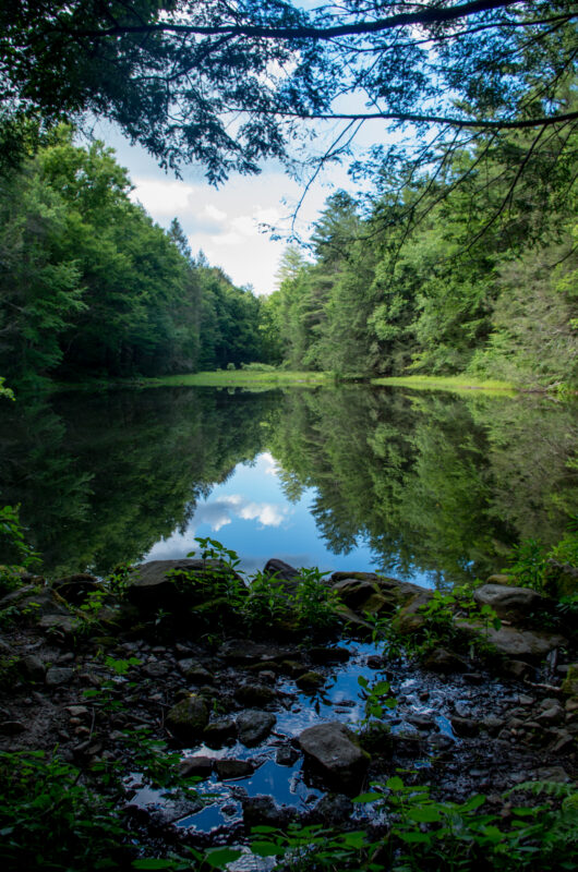 A tree-framed photo of a small woodland pond in summer.