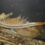 A tiny tan colored fairy shrimp swimming in water.