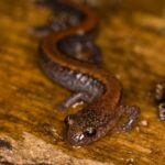 Biodiversity Monitoring Training: Red-Backed Salamanders