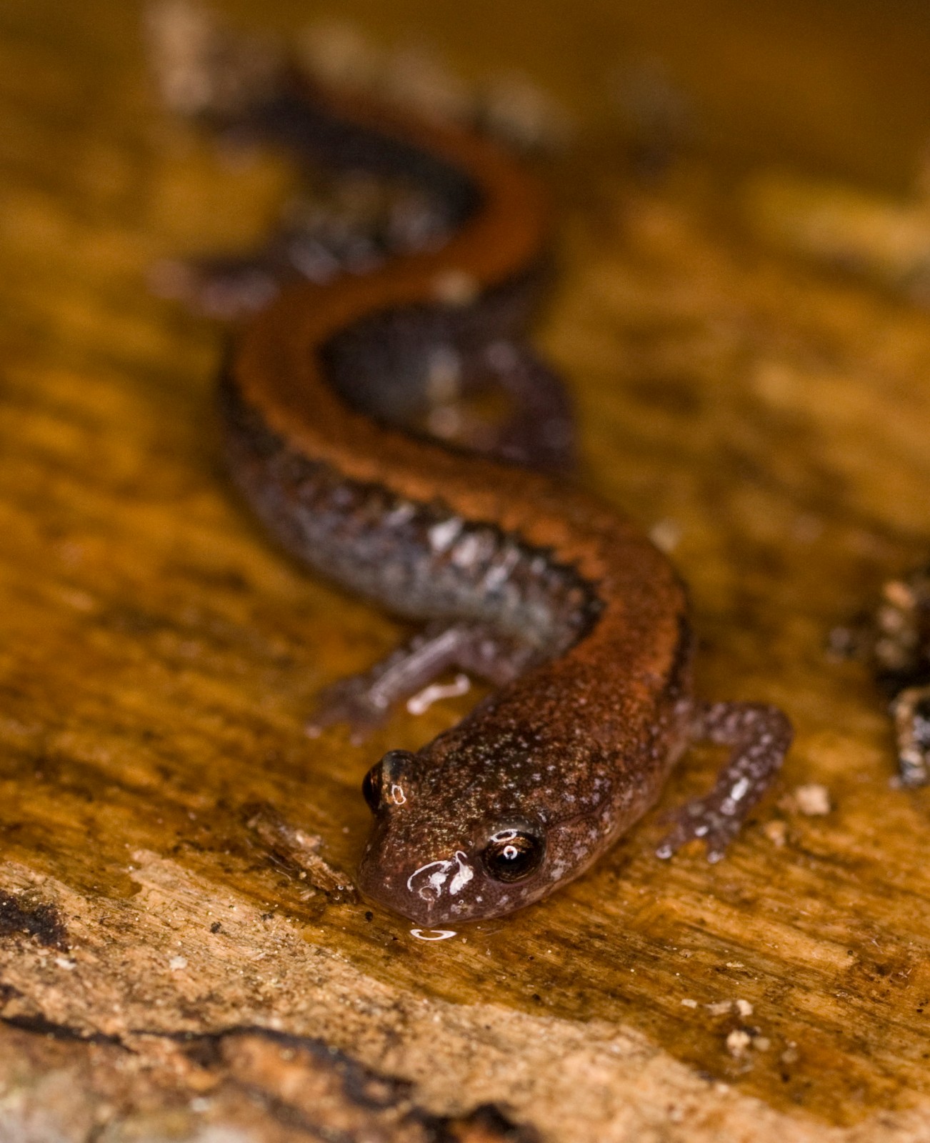 Biodiversity Monitoring Training: Red-Backed Salamanders