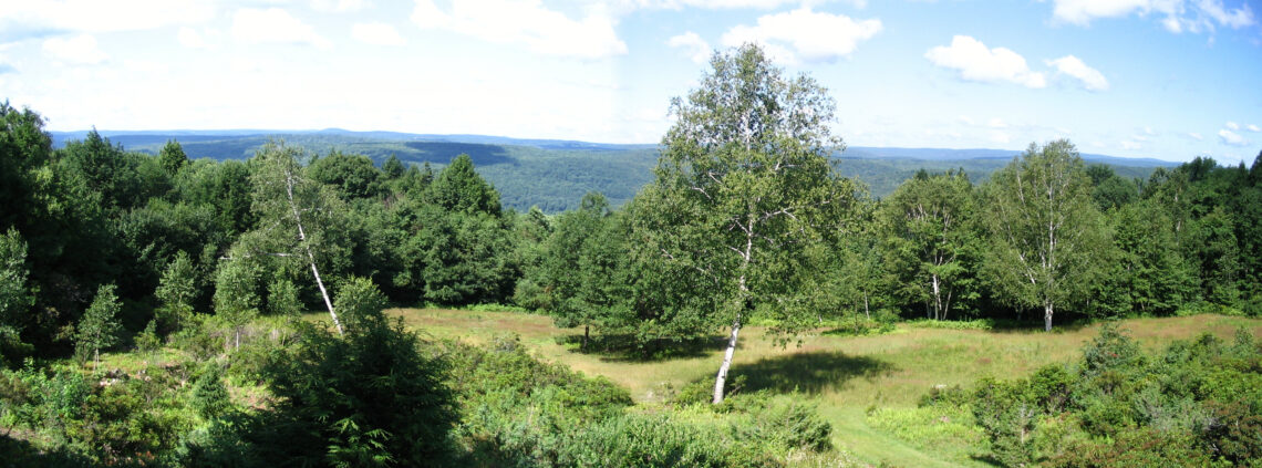 A panoramic image of a field in summertime, with a birch tree in the center.