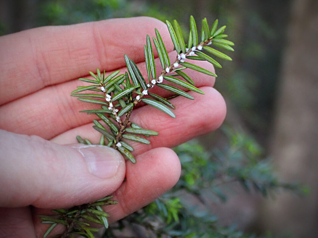A photo of a hand holding a hemlock branch, which has small fuzzy white dots along its underside.