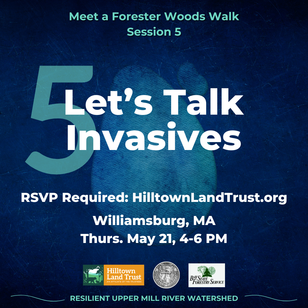 Let's Talk Invasives: Meet a Forester Woods Walk