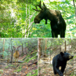 A photo collage of trail cam images of a moose, deer, and bear in the forest.