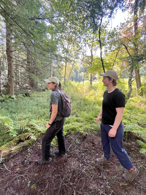 Two people walking on a trail past a sea of sunlit ferns and trees.