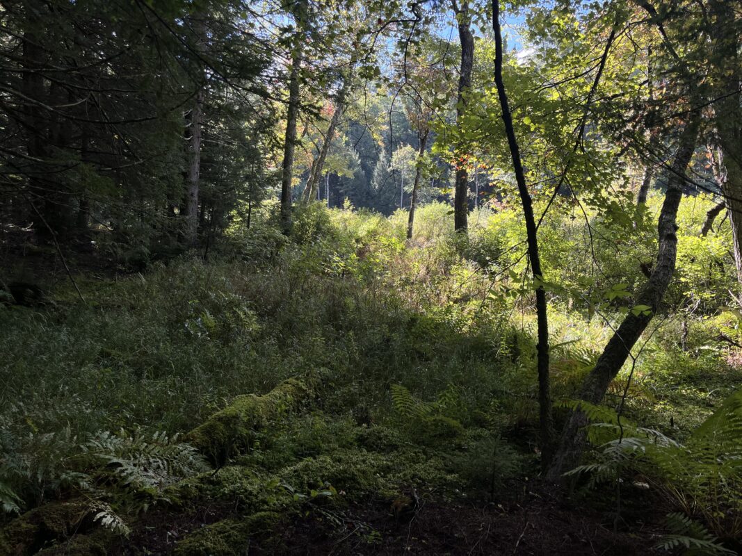 Sunlight spills through the trees in a verdant forest landscape.