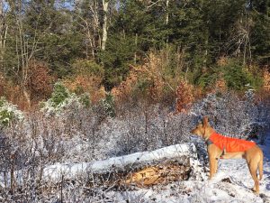 Macy the dog looking out into the woods