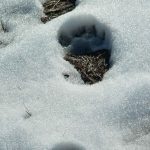 Bear tracks in snow.