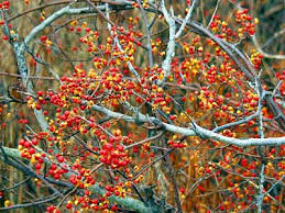 Invasive Species Management for Landowners