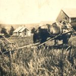 Frank mowing, turn of the century
