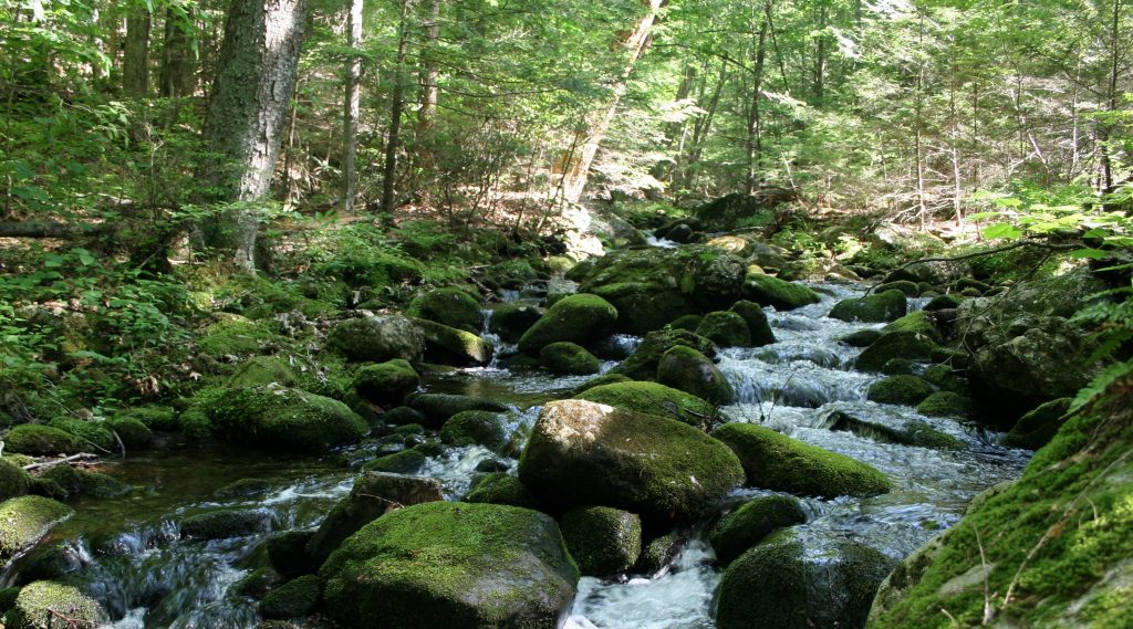 A brook in a forest, with many mossy rocks in the stream