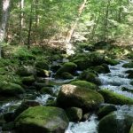 A brook in a forest, with many mossy rocks in the stream