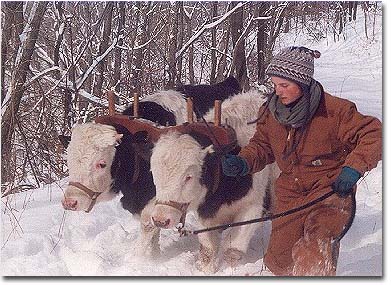 Oxen Logging Demonstration - For Landowners & Aspiring Landowners