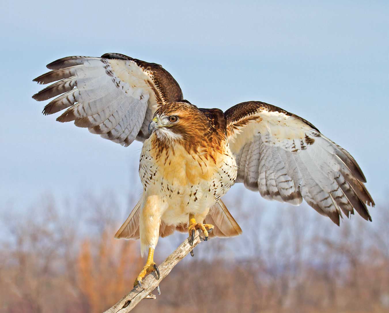 Up Close: Live Birds of Prey Partner Event with the Trustees & Hike with HLT