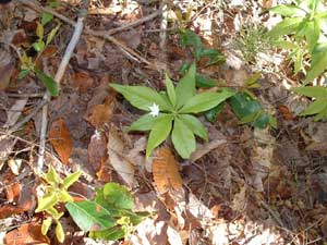 Starflower - photo © Shirley Winer