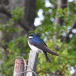 Male tree swallow, perched on weathered, wooden fence post, with out-of-focus tree in background.