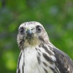 Broad-winged hawk from chest up, looking directly into the camera. Out-of-focus greenery in the background.