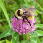 Bumblebee on a purple flower