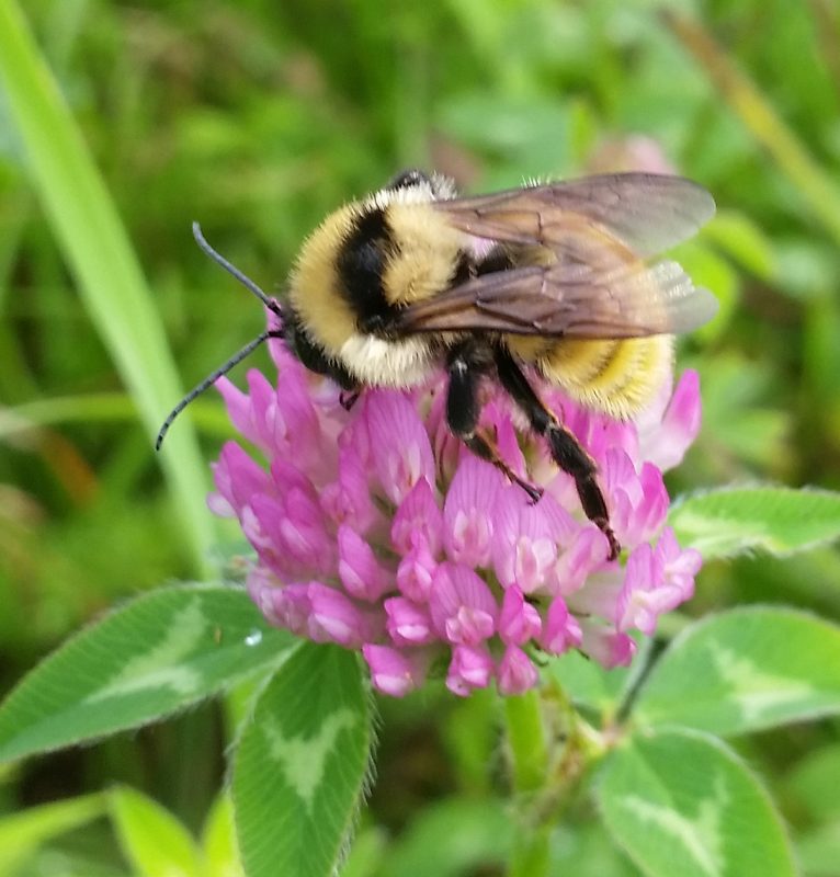 Bumblebee on a purple flower