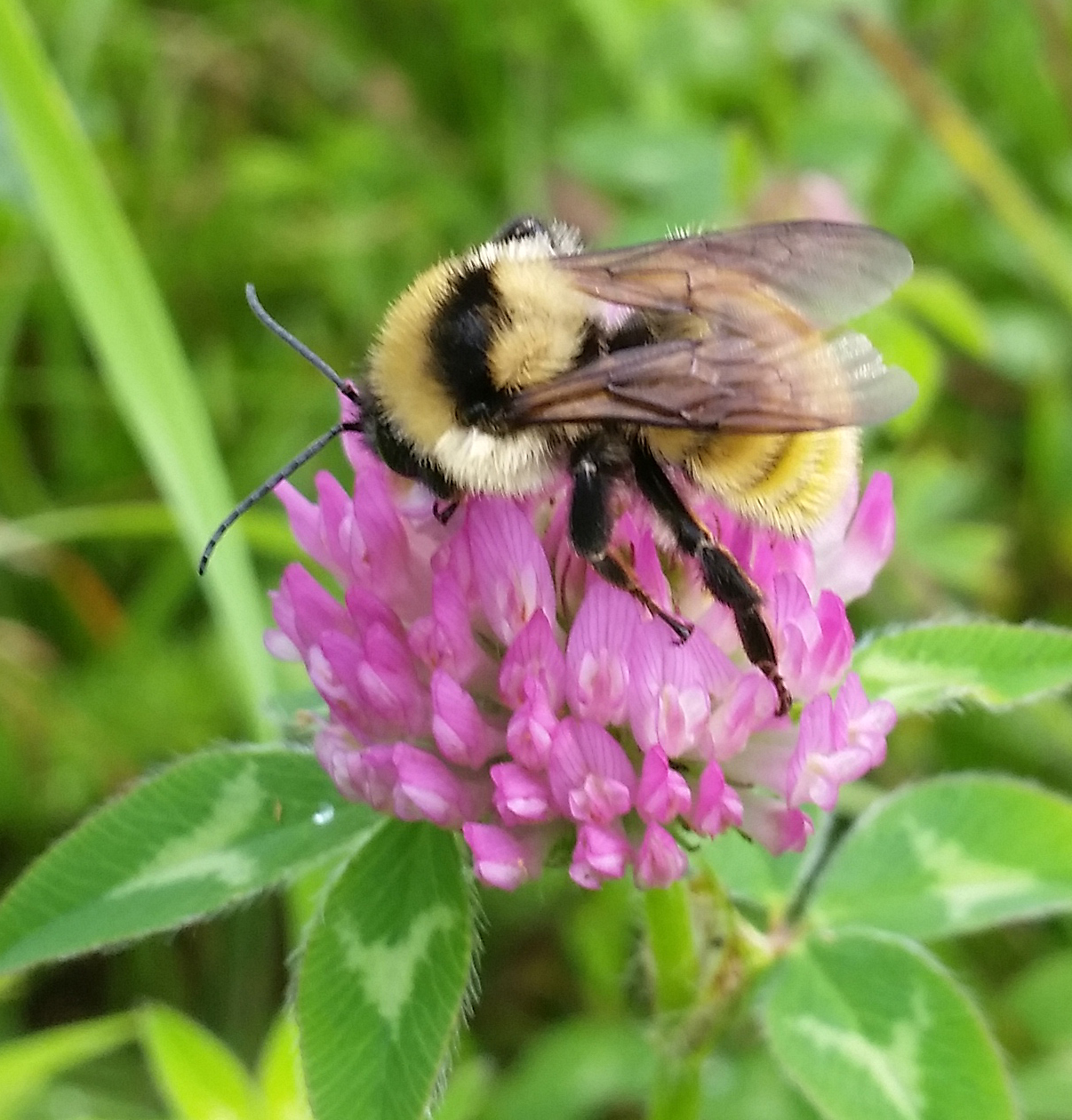 Native Bees Webinar - Diversity, Decline, and Conservation